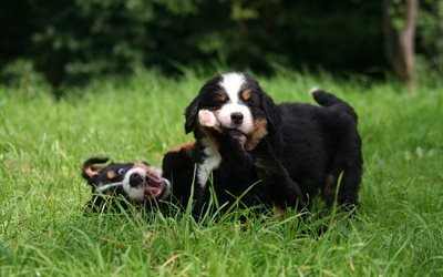 Bernese山犬, 子犬, ペット, 芝生, 山犬, 犬, かわいい動物たち, 小型犬牛, Bernese山犬の犬