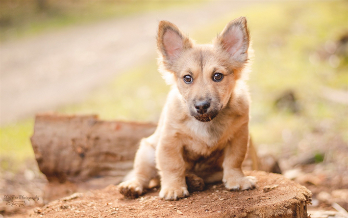 Pembroke Welsh Corgi, close-up, cucciolo, animali domestici, cani, Welsh Corgi, un simpatico cane, Welsh Corgi Cane, piccolo Corgi