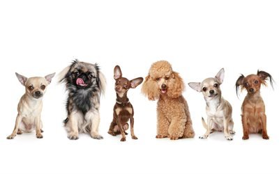 Poodle, Pinscher, Pekingese, Chihuahua, Toy Terrier, pets, dogs, cute animals