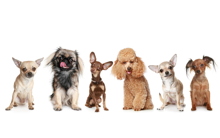 Poodle, Pinscher, Pekingese, Chihuahua, Toy Terrier, pets, dogs, cute animals