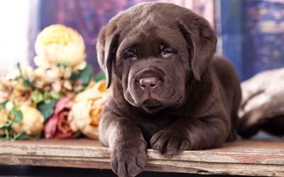 cioccolato labrador, close-up, cucciolo di retriever, cani, divertente labrador, prato, animali domestici, cani cute, labrador