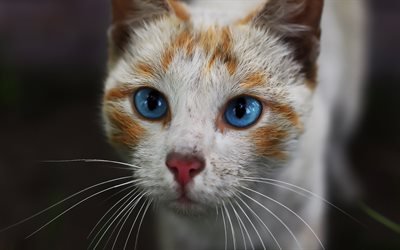 الأبيض الزنجبيل القط, الحيوانات الأليفة, الحيوانات لطيف, القط مع عيون زرقاء