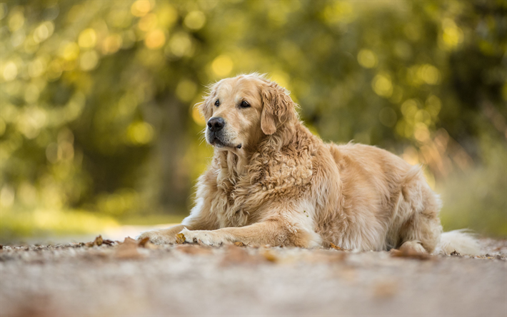 Golden Retriever Dog, lawn, labrador, bokeh, dogs, pets, cute animals, Golden Retriever