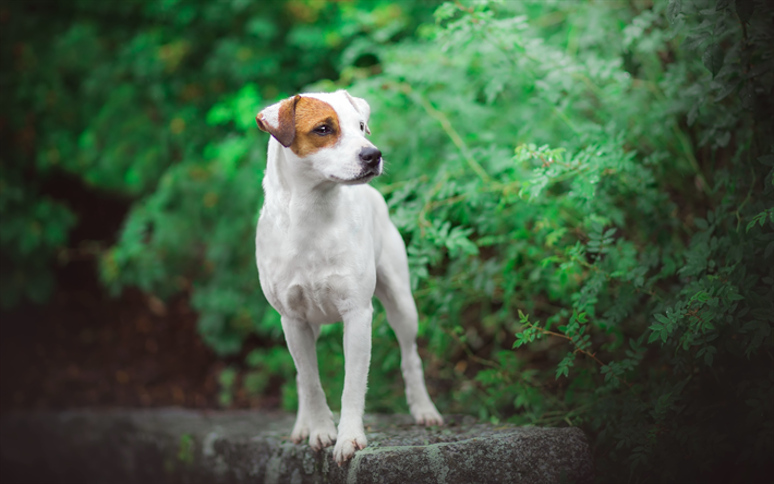 4k, Jack Russell Terrier, skogen, husdjur, hundar, s&#246;ta djur, Jack Russell Terrier Hund