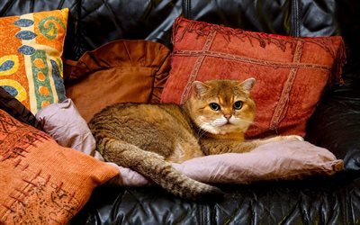 British Shorthair, ginger cat, close-up, domestic cat, cats, cute animals, British Shorthair Cat