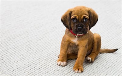 small puppy, brown dog, pets, cute animals, dogs
