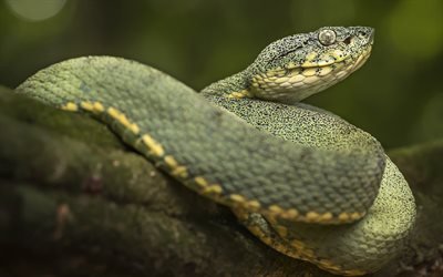 serpente verde, rettili, animali pericolosi, serpenti, fauna selvatica, Squamata, Serpentes