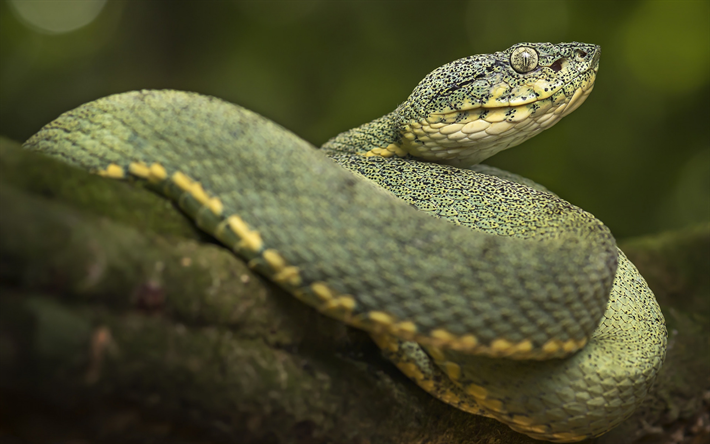 serpiente verde, reptiles, animales peligrosos, serpientes, la vida silvestre, Squamata, Serpentes