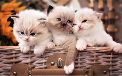 Ragdoll, cesta, gatitos, denectic gato, animales lindos, peque&#241;o Mu&#241;eco de trapo, los gatos de ragdoll, los gatos, las mascotas, los Gatos de Ragdoll