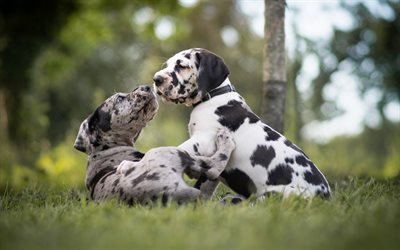 Dalmatians, little puppies, cute funny animals, dogs, pets, spotted dogs