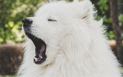Samoyed, 4k, valkoinen koira, s&#246;p&#246;j&#228; el&#228;imi&#228;, l&#228;hikuva, karvainen koira, koirat, lemmikit, Samojedinkoira Koira