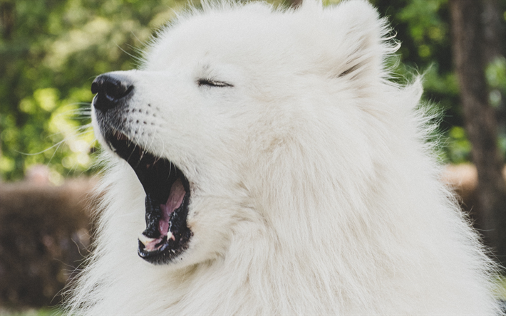 Samoyedo, 4k, perro blanco, animales lindos, close-up, peludo perro, perros, mascotas, Perro Samoyedo