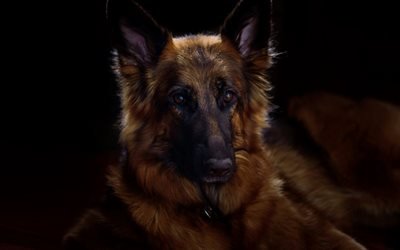 German Shepherd Dog, friendly dogs, pets, dog breeds