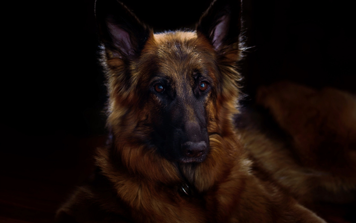 Il Cane da Pastore tedesco, simpatici cani, animali domestici, razze di cani