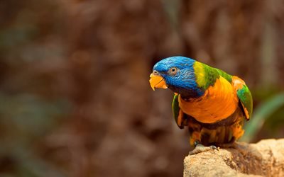 Lorichetto arcobaleno, 4k, close-up, parrot, Trichoglossus moluccanus, uccelli colorati