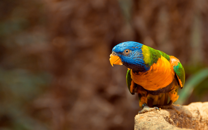 虹Lorikeet, 4k, 近, parrot, Trichoglossus moluccanus, カラフルな鳥