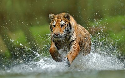 tiger, predator, river, wildlife, running tiger on the water, dangerous animals