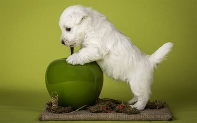 white puppy, retriever, labrador, cute little animals, pets, dogs
