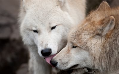 los lobos, los depredadores, los bosques, la vida silvestre, blanca lobo, animales peligrosos, los habitantes del bosque