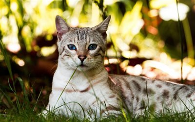 American Bobtail, Gray Cat, Grass, Blur, Pets, Cats, Breeds of Domestic Cats