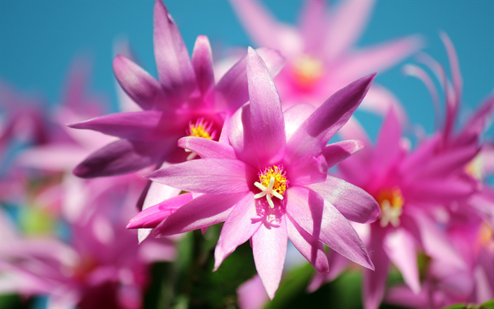 cactus, pink flowers, blossom, close-up, Cactaceae