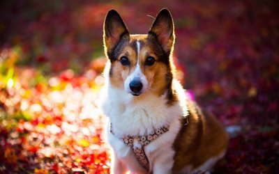 Corgi, bokeh, close-up, mascotas, perros, Welsh Corgi, lindo perro, Perro Corgi Gal&#233;s, Pembroke Welsh Corgi
