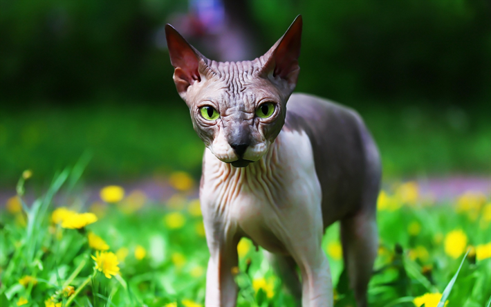 Gato Sphynx, gris gato sin pelo, animales dom&#233;sticos, animales lindos, gato con ojos verdes
