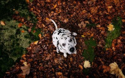 Dalmatian, bokeh, autumn, domestic dog, pets, forest, dogs, cute animals, Dalmatian Dog
