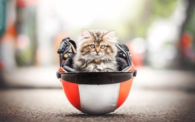 peque&#241;o gatito, American Bobtail, lindo esponjoso peque&#241;o gato, raza de gatos dom&#233;sticos