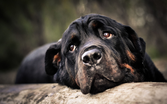 Rottweiler, triste c&#227;o, close-up, animais de estima&#231;&#227;o, filhote de cachorro, pequeno rottweiler, cachorros, animais fofos, Cachorro Rottweiler