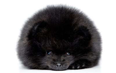 黒ふわふわのパピー, ポメラニアン-スピッツ, 面白い小犬, ペット, 子犬, かわいい動物たち