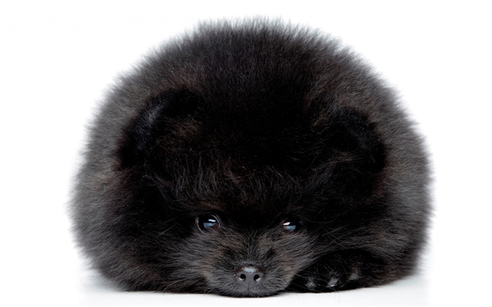 svart fluffig valp, Pomeranian spets, rolig liten hund, husdjur, valpar, s&#246;ta djur