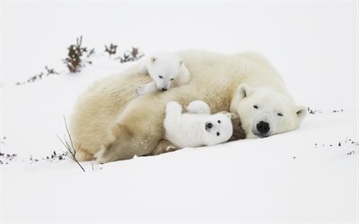 Blanco cachorros de osos, los osos, los osos polares, los depredadores, invierno, nieve