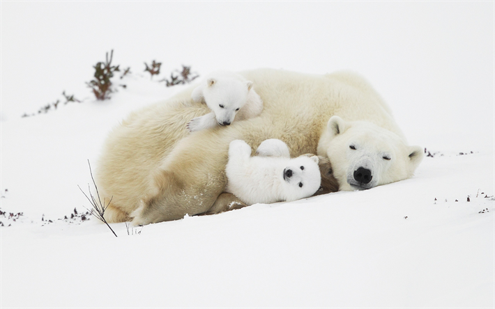 White bear cubs, karhut, j&#228;&#228;karhut, saalistajat, talvi, lumi