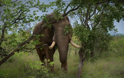 Elefantti, puita, Afrikka, wildlife, illalla