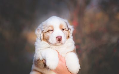 Aussie, poco bianco marrone cucciolo di Pastore Australiano, carino cane, animali domestici, cucciolo birichino