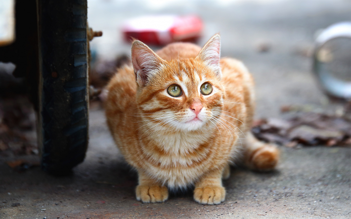 chat roux, American Bobtail, &#224; poil court, chat, animaux mignons, les animaux de compagnie, les chats