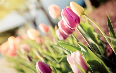 4k, rosa tulipanes, close-up, bokeh, los tulipanes, las flores de color rosa, sol