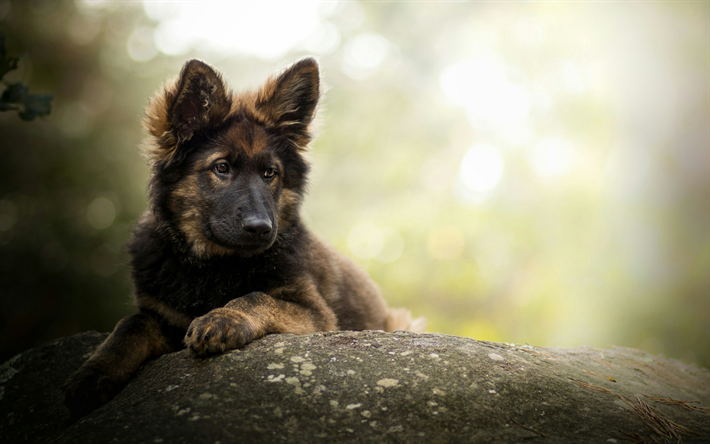 German Shepherd, bokeh, pets, forest, cute animals, dogs, German Shepherd Dog