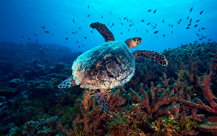 tartaruga sotto l&#39;acqua, mondo subacqueo, corallo, pesce, tartaruga, immersioni subacquee