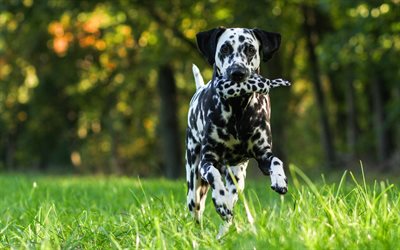 Dalmatian, running dog, lawn, domestic dog, dogs, cute animals, Dalmatian Dog, pets