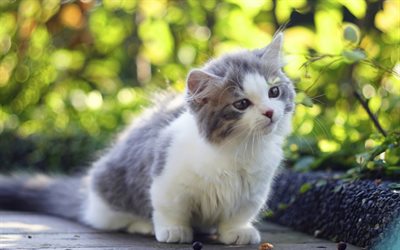 small fluffy white gray kitten, cute animals, pets, cats