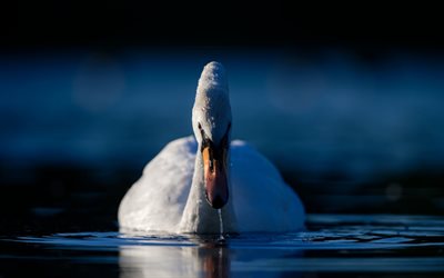 white swan, lake, evening, water, beautiful white bird
