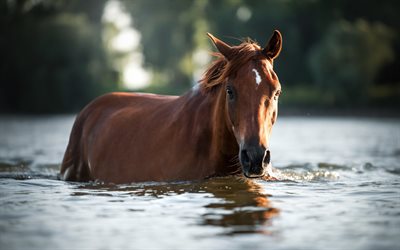 cavalo no rio, &#225;gua, cavalo castanho, belos animais, noite, p&#244;r do sol