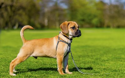 small boxer dog, brown puppy, green grass, cute little animals, dogs
