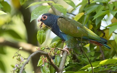 blu-pappagallo verde, foresta, bellissimo uccello, uccello tropicale