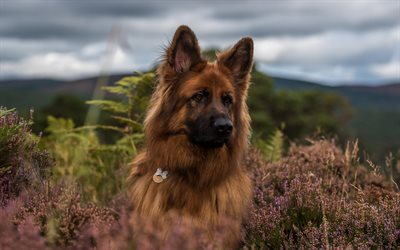German Shepherd Dog, beautiful dog, large brown shepherd dog, field, wildflowers