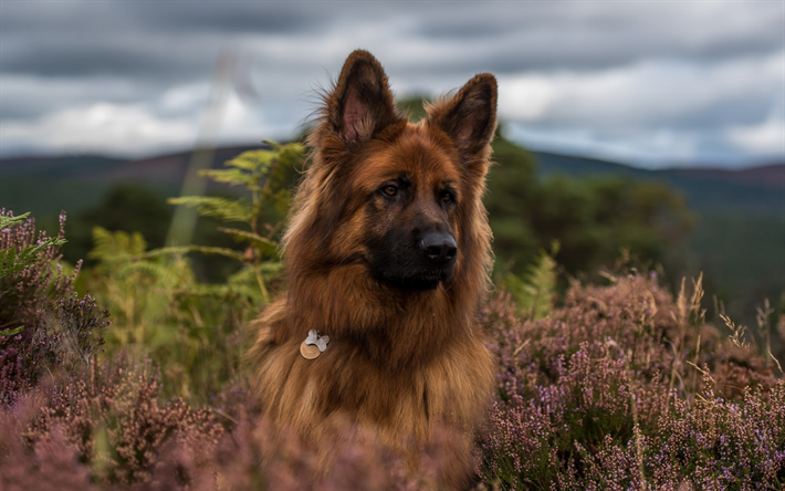 Sch&#228;fer, vacker hund, stor brun vallhund, f&#228;lt, blommor