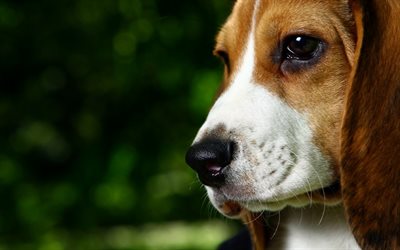 Beagle, puppy, sad dog, dogs, close-up, cute animals, pets, Beagle Dog