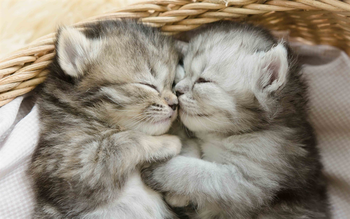 Gato British Shorthair, gatinhos, cesta de, dormir gato, o gato dom&#233;stico, gatos, animais fofos, British Shorthair